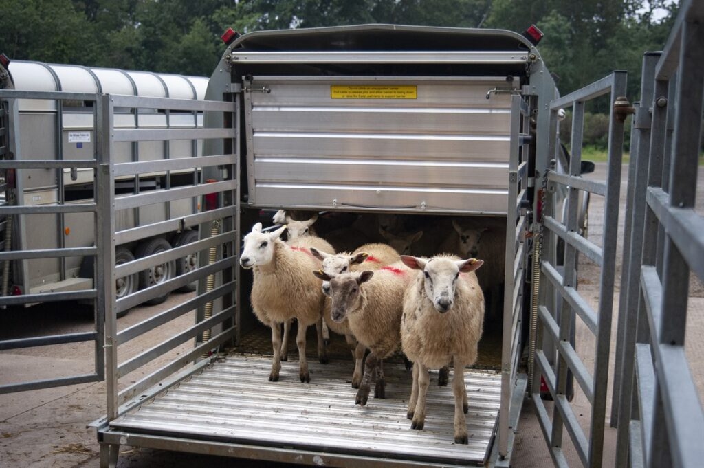 Animal Transport | Pet Relocation Services in Pakistan