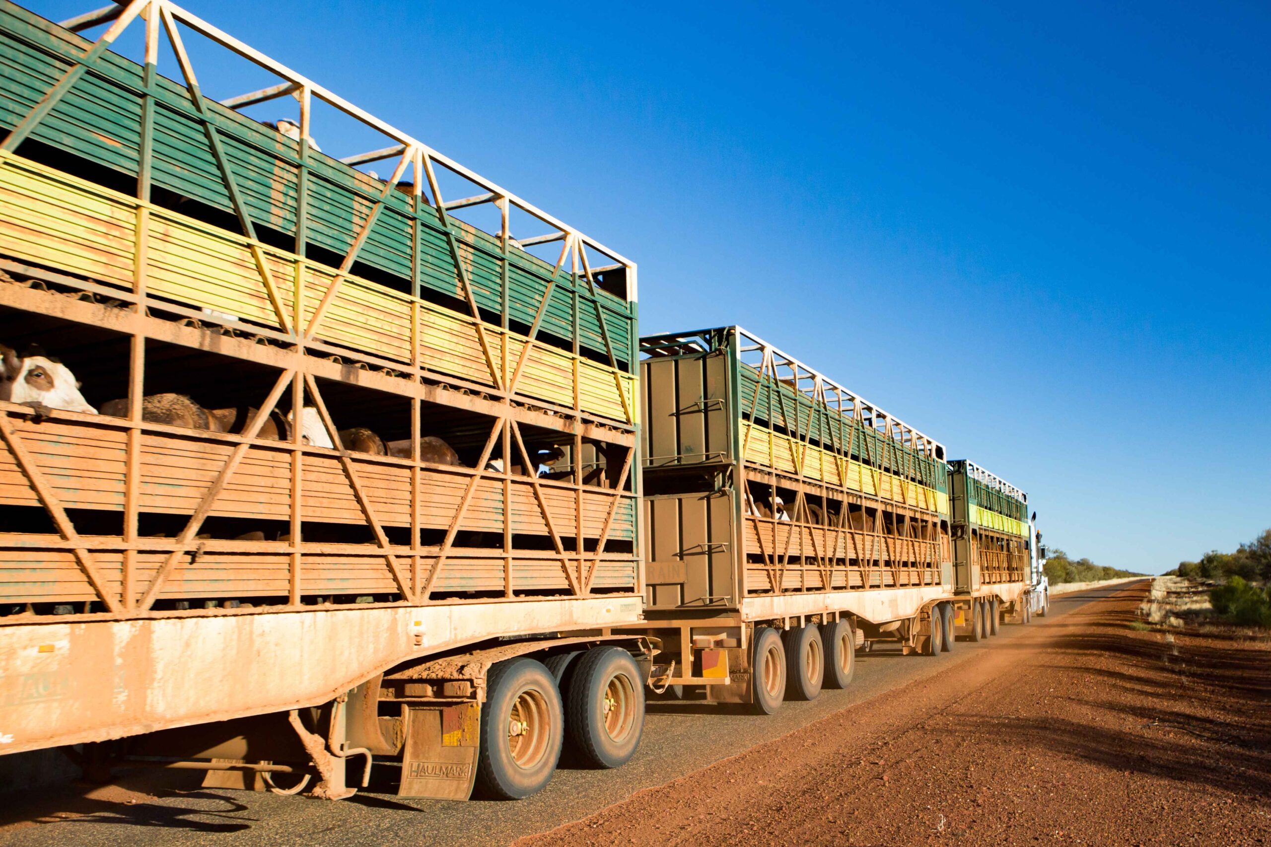 Animal Transport | Pet Relocation Services in Pakistan