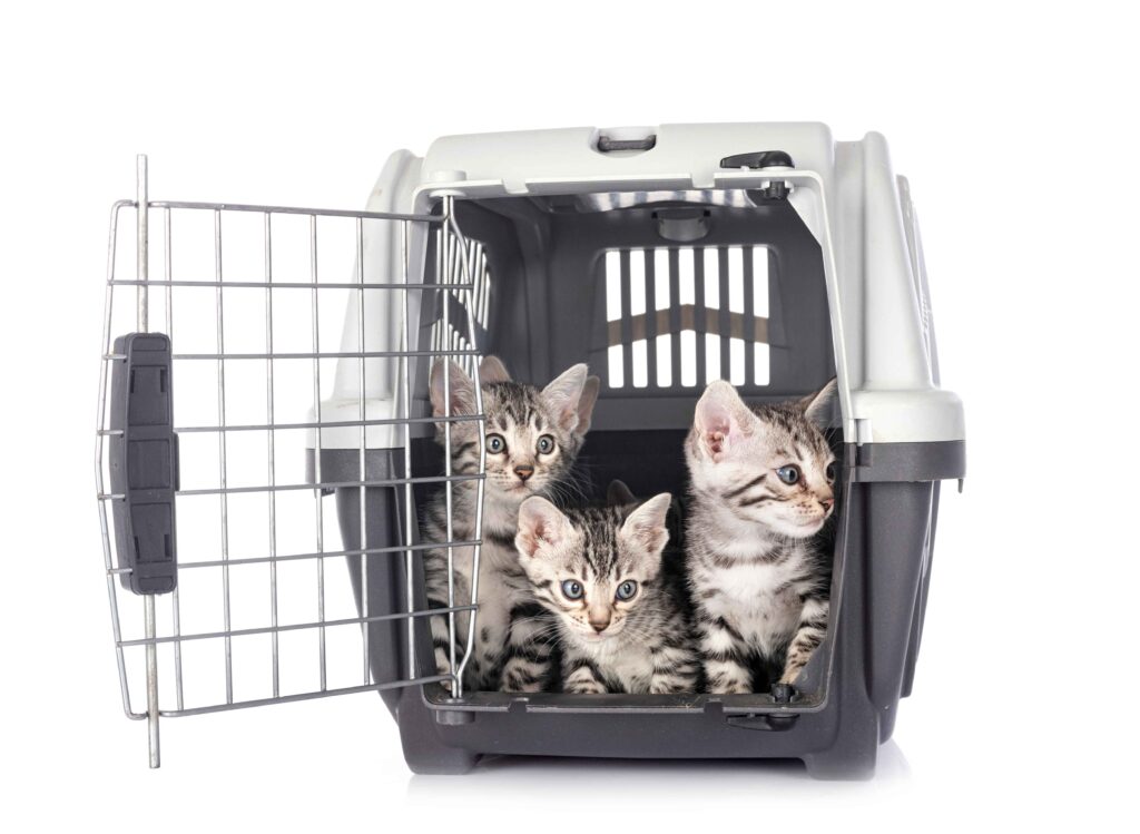 Animal Transport | Pet Relocation Services in Pakistan