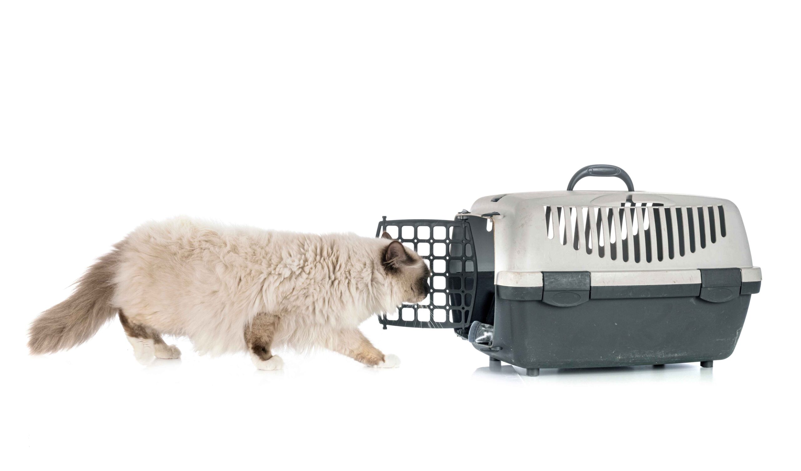 Animal Transport | Pet Relocation Services in Pakistan