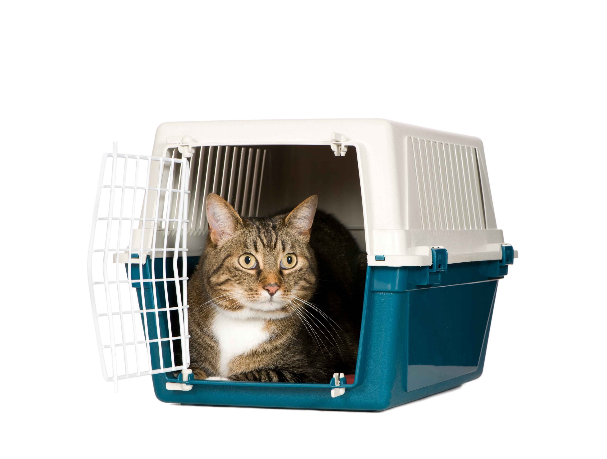 Animal Transport | Pet Relocation Services in Pakistan