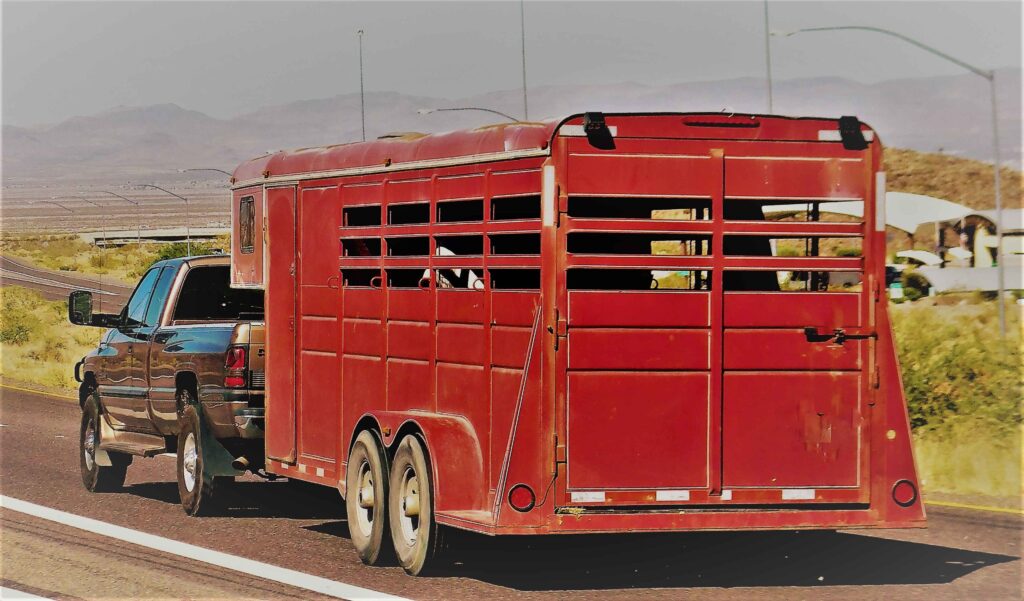 Animal Transport | Pet Relocation Services in Pakistan