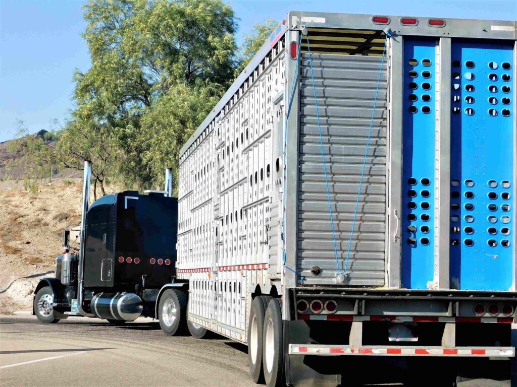 Animal Transport | Pet Relocation Services in Pakistan