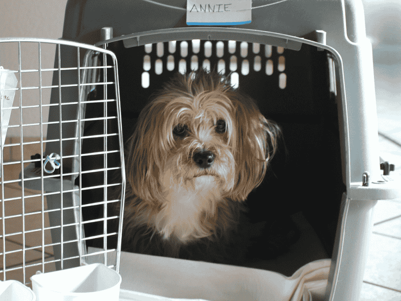 Animal Transport | Pet Relocation Services in Pakistan