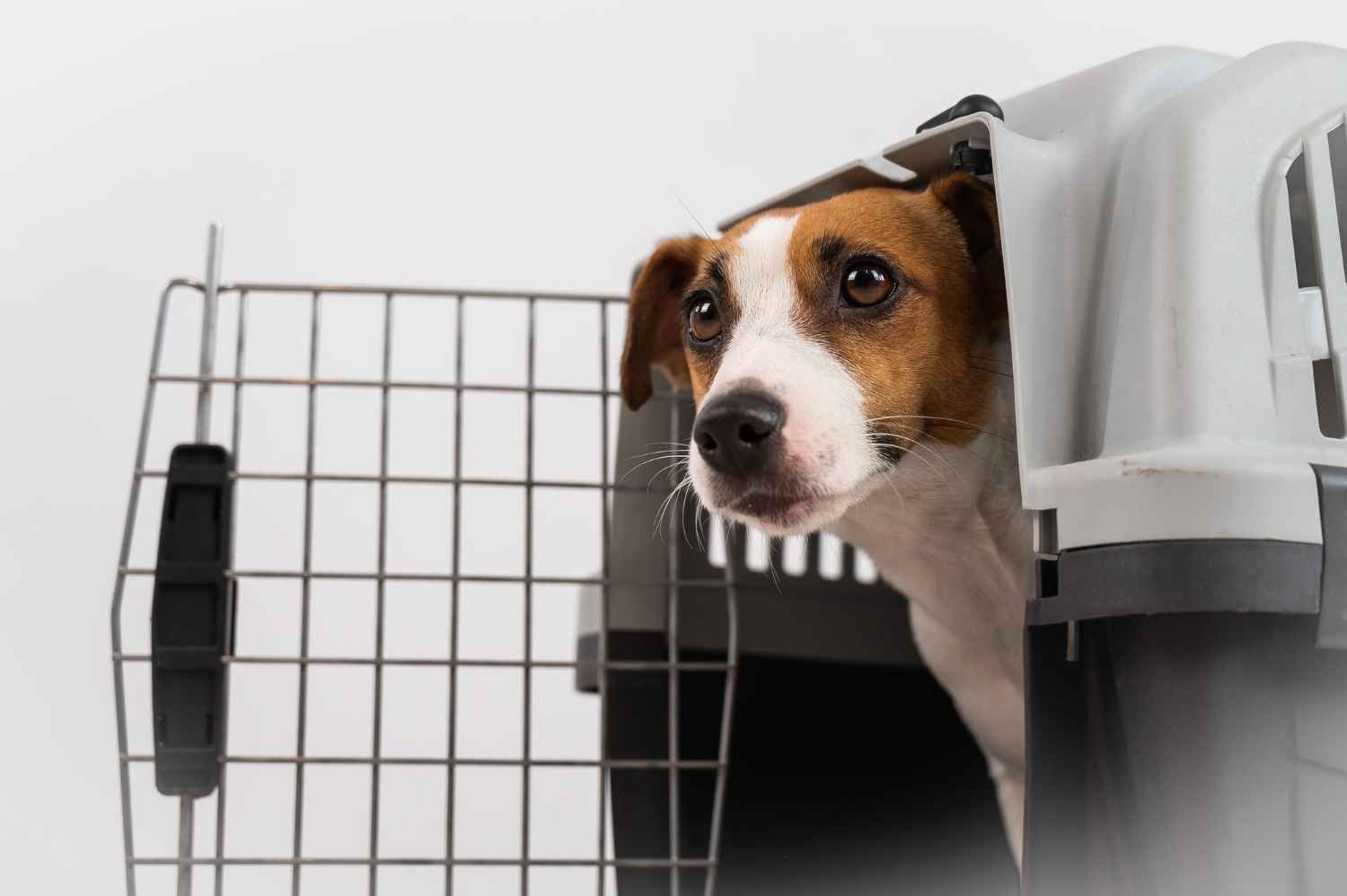 Animal Transport | Pet Relocation Services in Pakistan