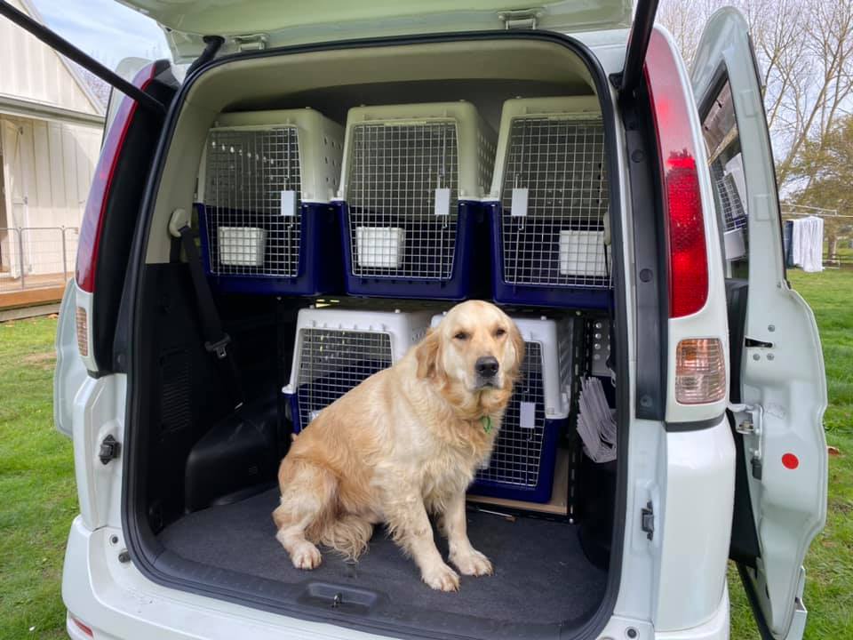 Animal Transport | Pet Relocation Services in Pakistan