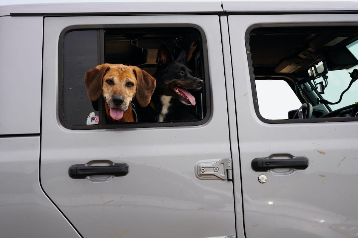 Animal Transport | Pet Relocation Services in Pakistan