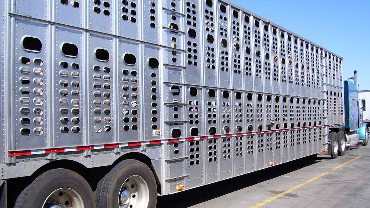 Animal Transport | Pet Relocation Services in Pakistan
