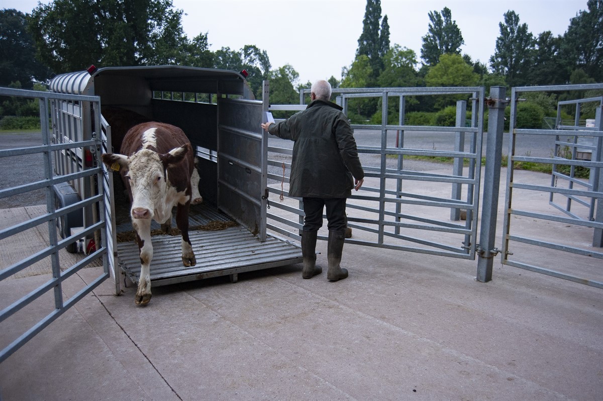 Animal Transport | Pet Relocation Services in Pakistan