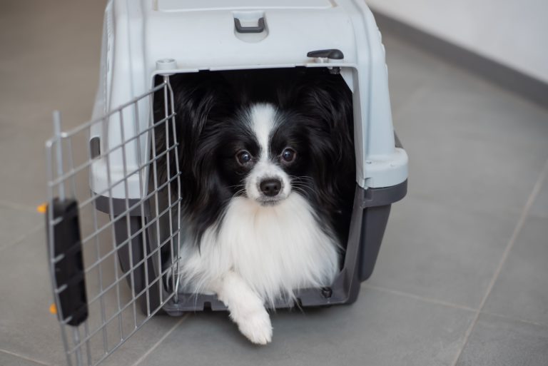 Animal Transport | Pet Relocation Services in Pakistan