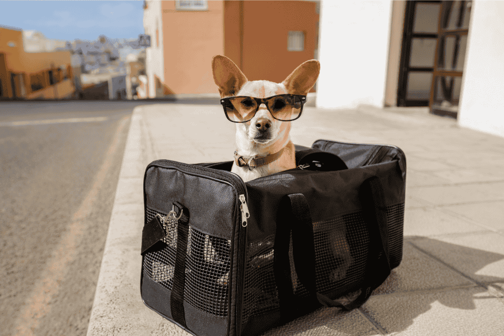 Animal Transport | Pet Relocation Services in Pakistan