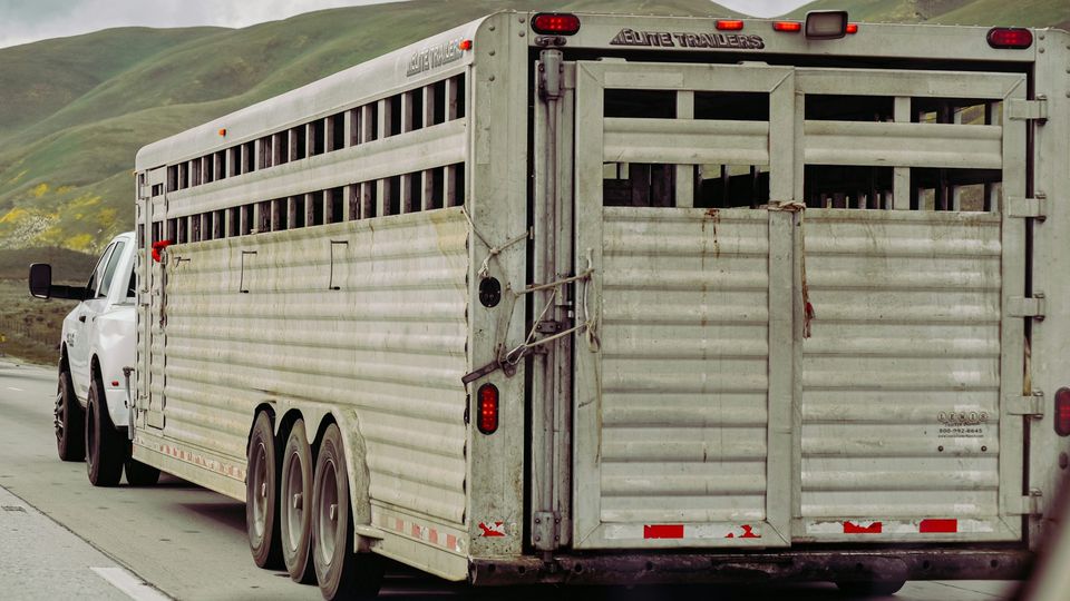 Animal Transport | Pet Relocation Services in Pakistan